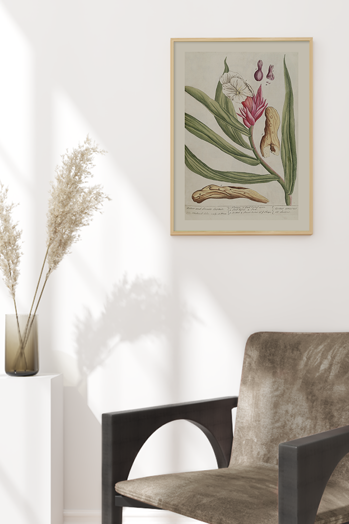 Vintage Costus Amarus Poster