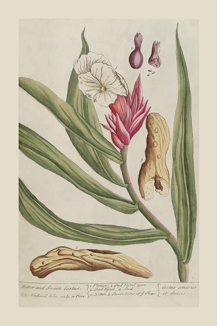 Vintage Costus Amarus Poster
