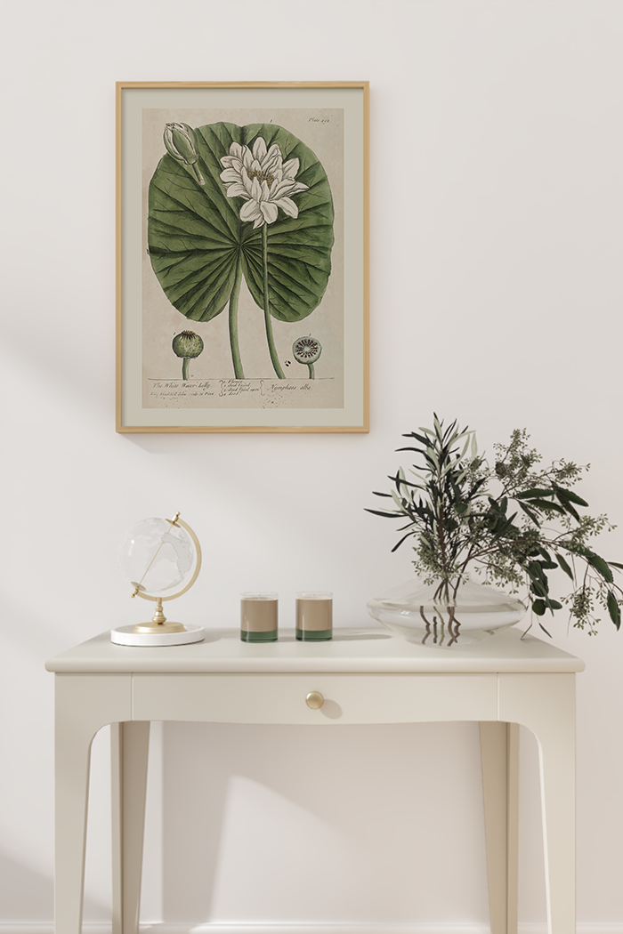 Vintage Nymphaea Alla Poster