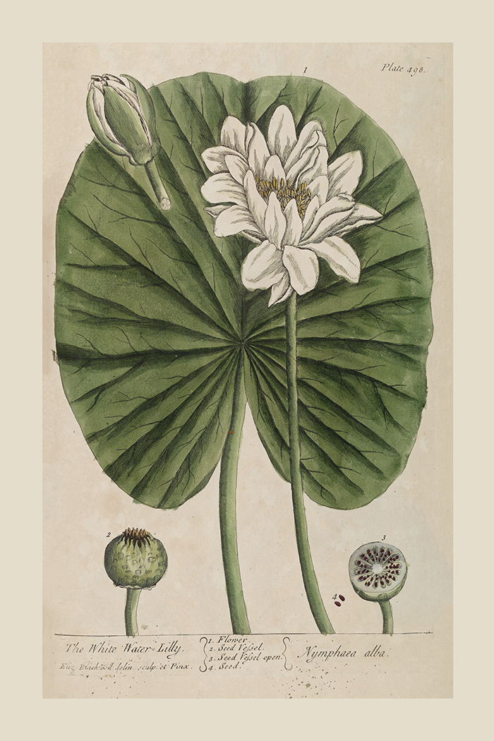 Vintage Nymphaea Alla Poster