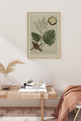 Vintage Rhaponticum Poster