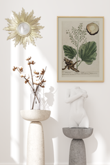 Vintage Rhaponticum Poster