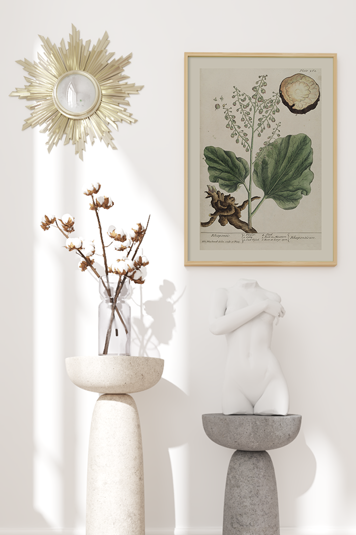 Vintage Rhaponticum Poster