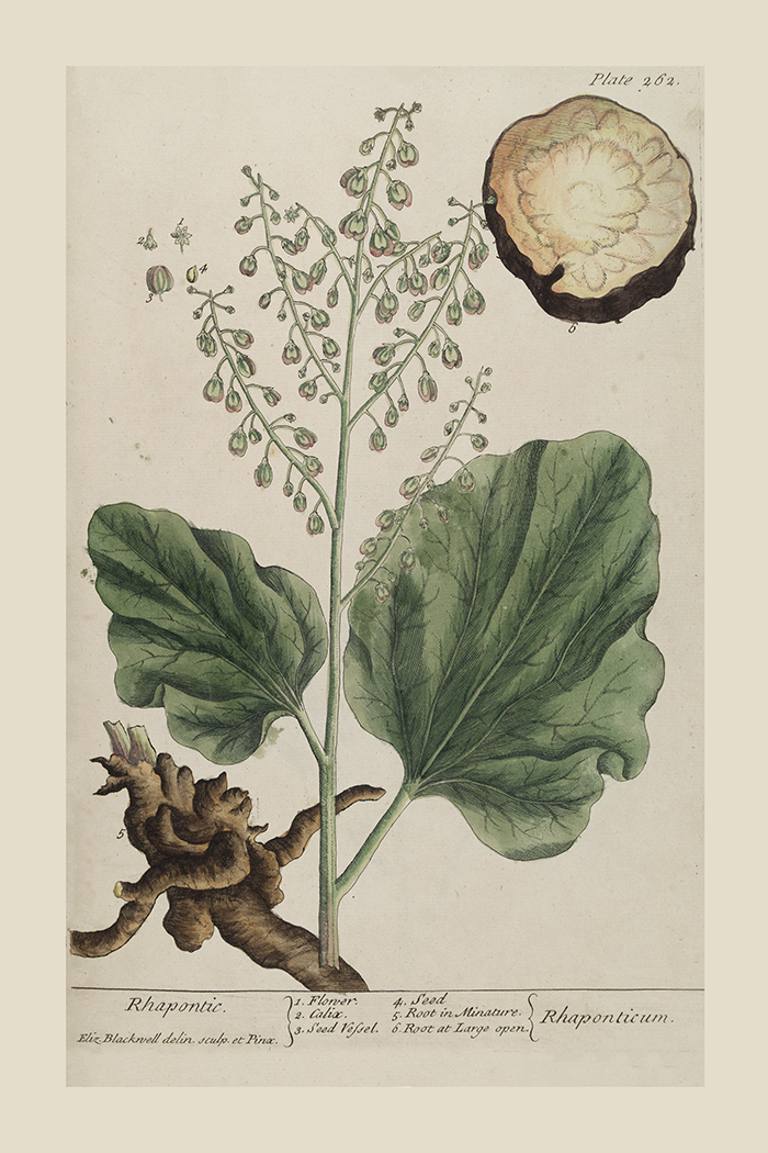 Vintage Rhaponticum Poster