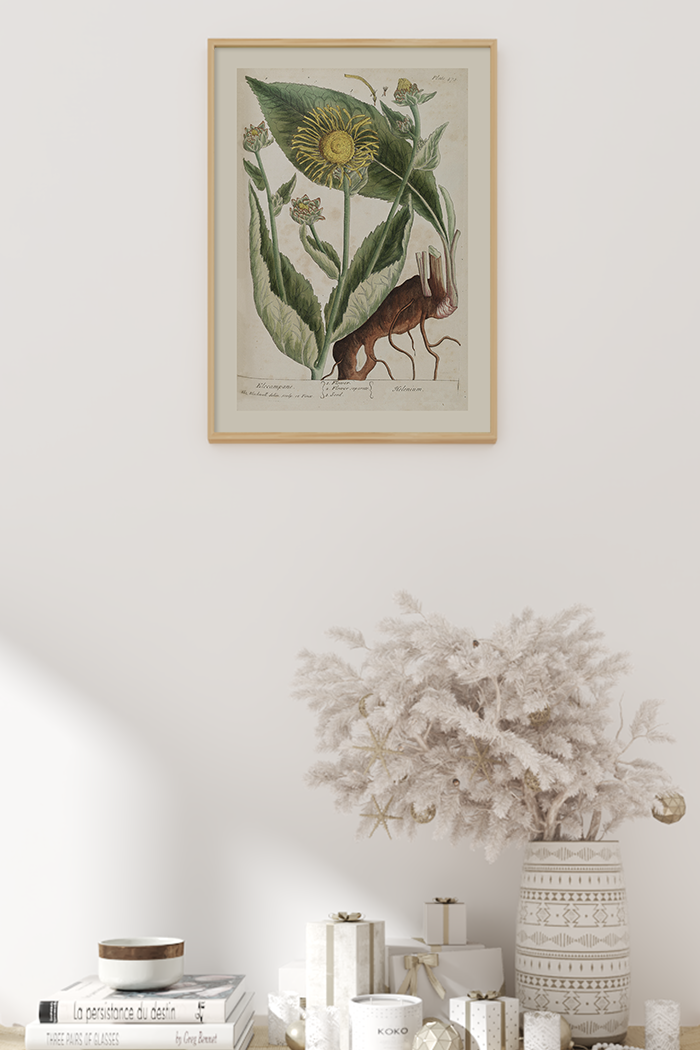 Vintage Elecampane Poster