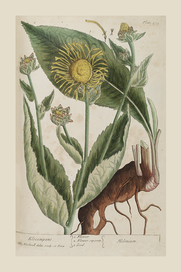 Vintage Elecampane Poster