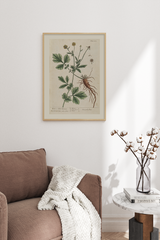 Vintage Clove Poster