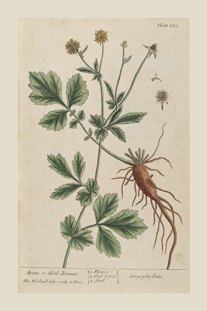 Vintage Clove Poster