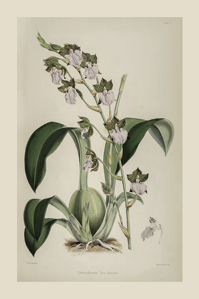 Vintage Odontoglossum Poster