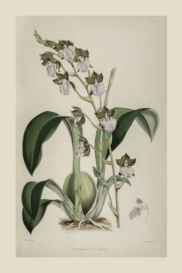 Vintage Odontoglossum Poster