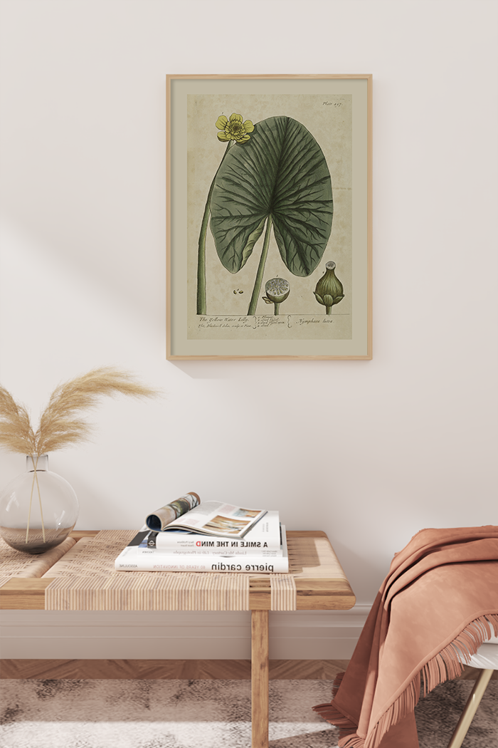 Vintage Nymphaea Alla Poster No.2