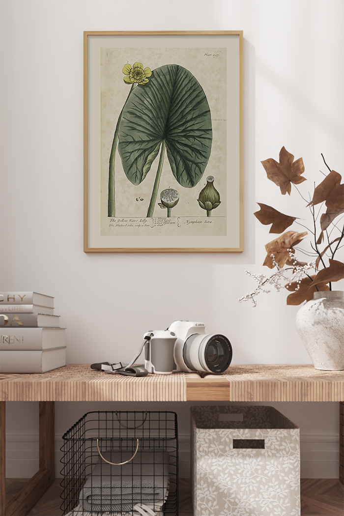 Vintage Nymphaea Alla Poster No.2