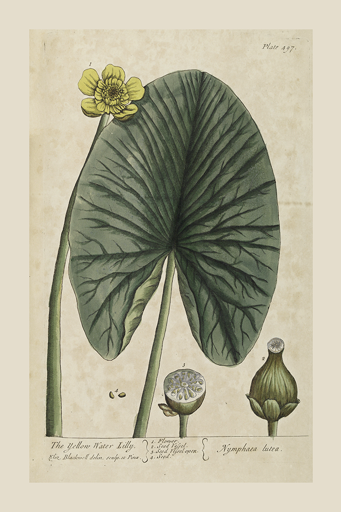 Vintage Nymphaea Alla Poster No.2