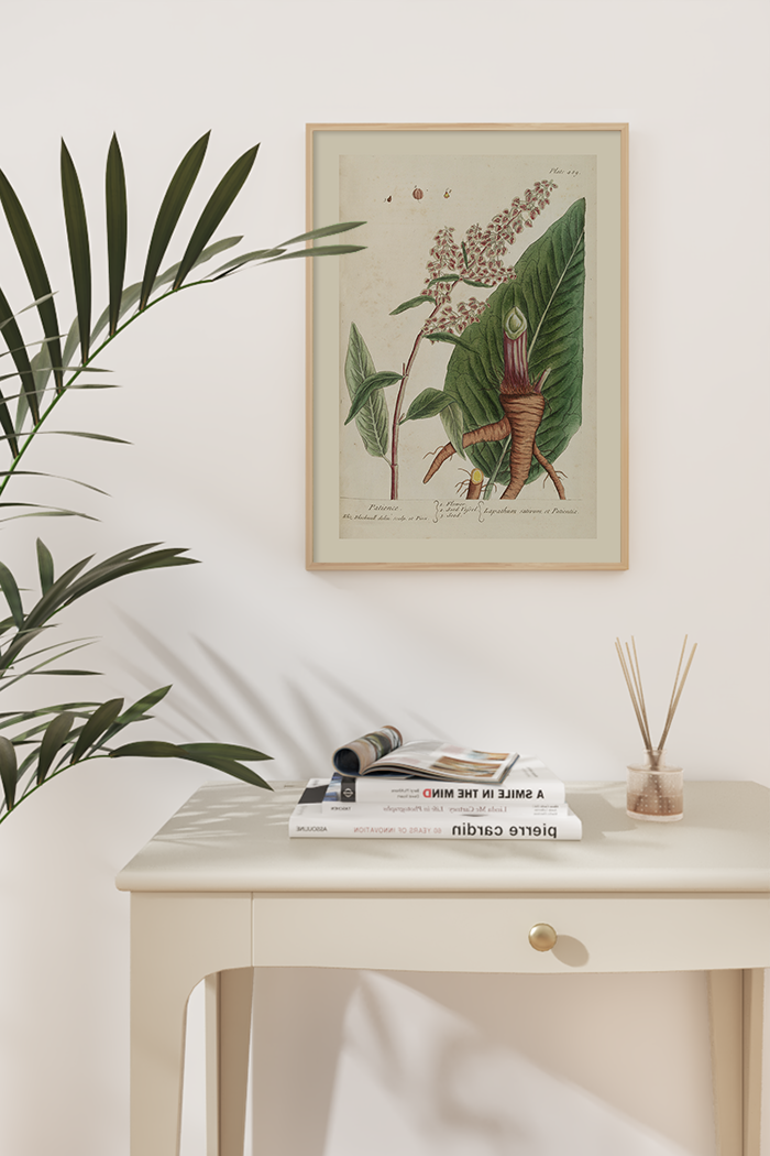 Vintage Lapathum Sativum Poster