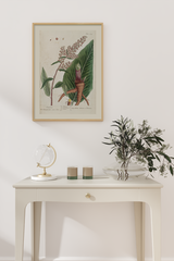 Vintage Lapathum Sativum Poster