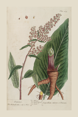 Vintage Lapathum Sativum Poster