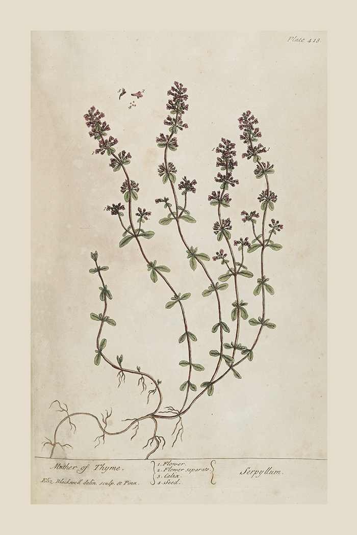 Vintage Serpyllum Poster
