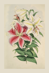Vintage Pink Lily Poster