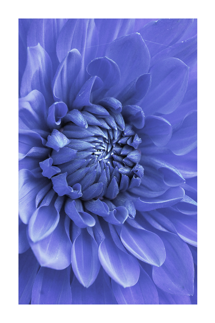 Purple Dahlia Poster