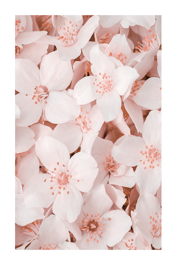 Jasmine Flowers Poster