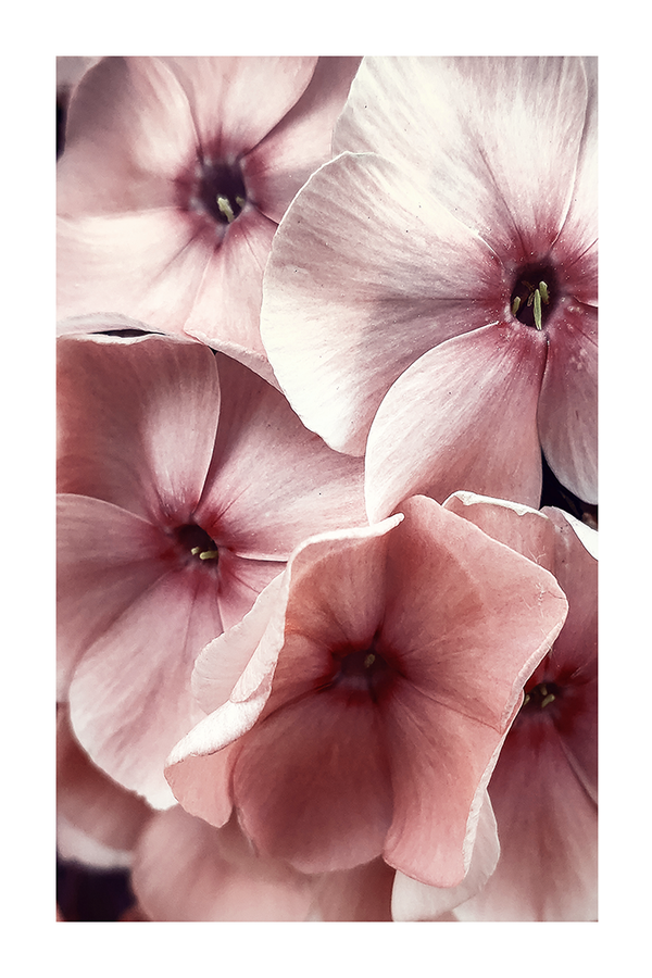 Phlox Picasso Poster
