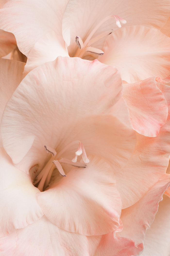 Lily Stamen Detail Poster