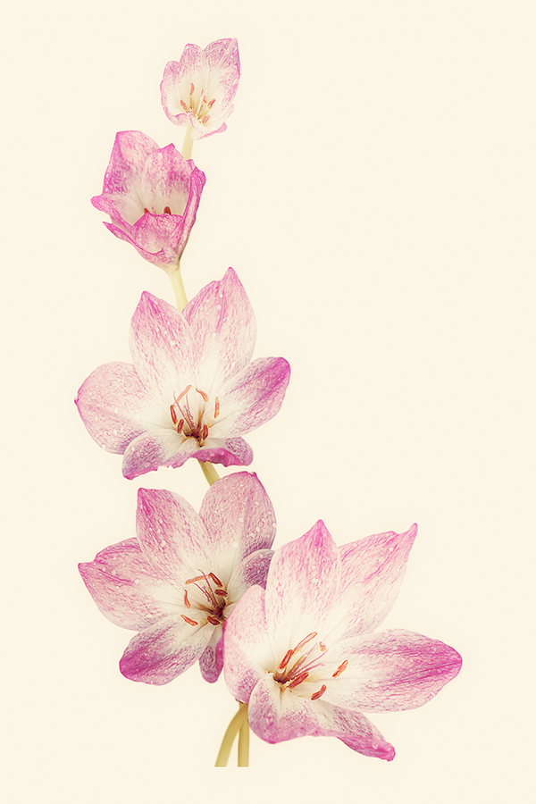 Pastel Pink Lily Poster