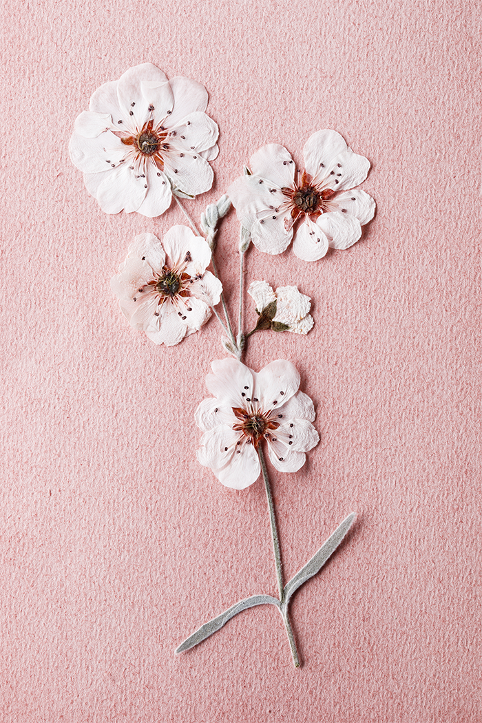 Dry Plum Bossom Poster