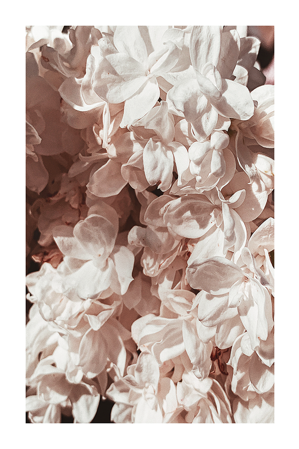 Floral Petal Detail Poster