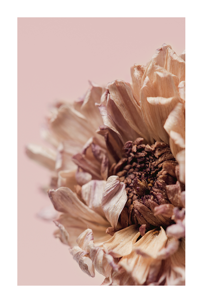 Dry chrysanthemum Poster
