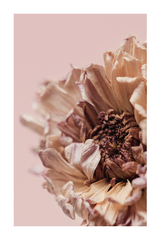 Dry chrysanthemum Poster