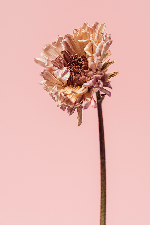 Dry chrysanthemum Poster No.2