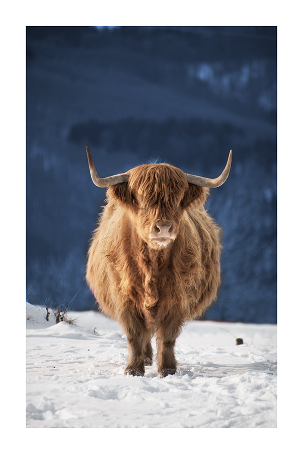 Snowfield Highland Cow Poster
