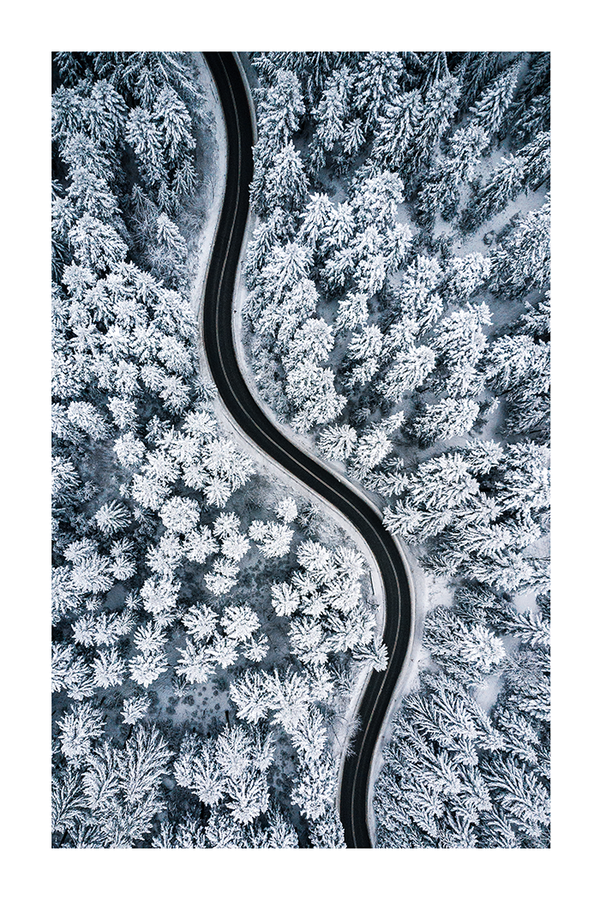 Snow Forest Road Poster
