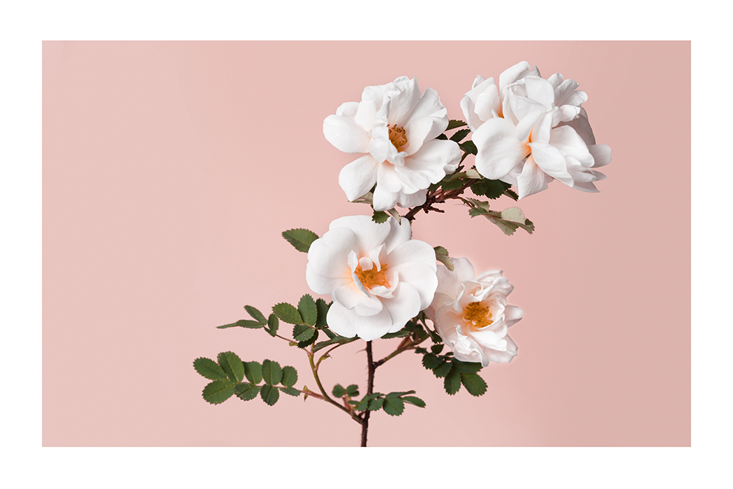 Dog-Rose Poster