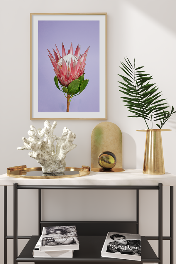 Purple Pink Protea Poster