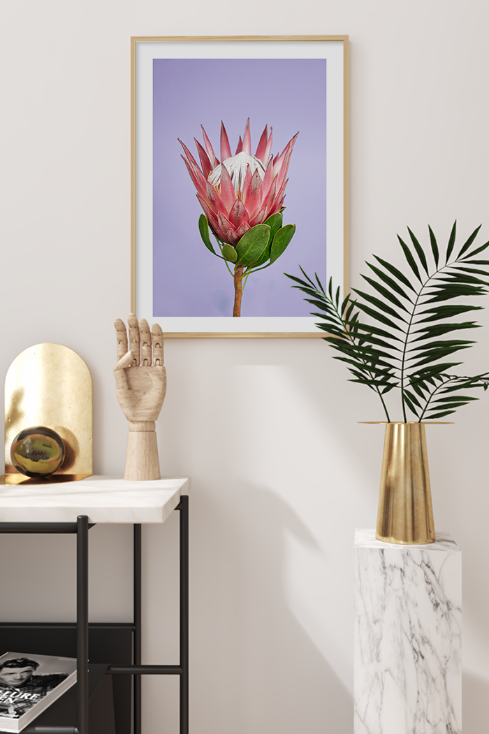 Purple Pink Protea Poster