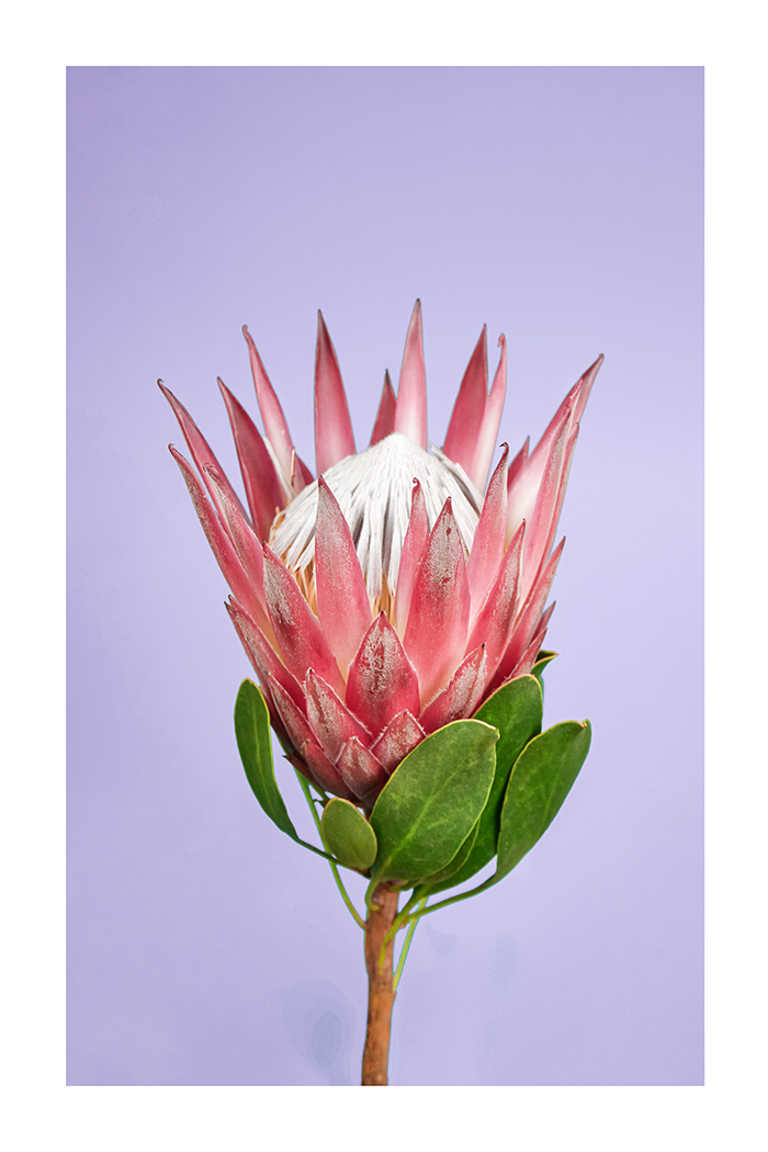 Purple Pink Protea Poster