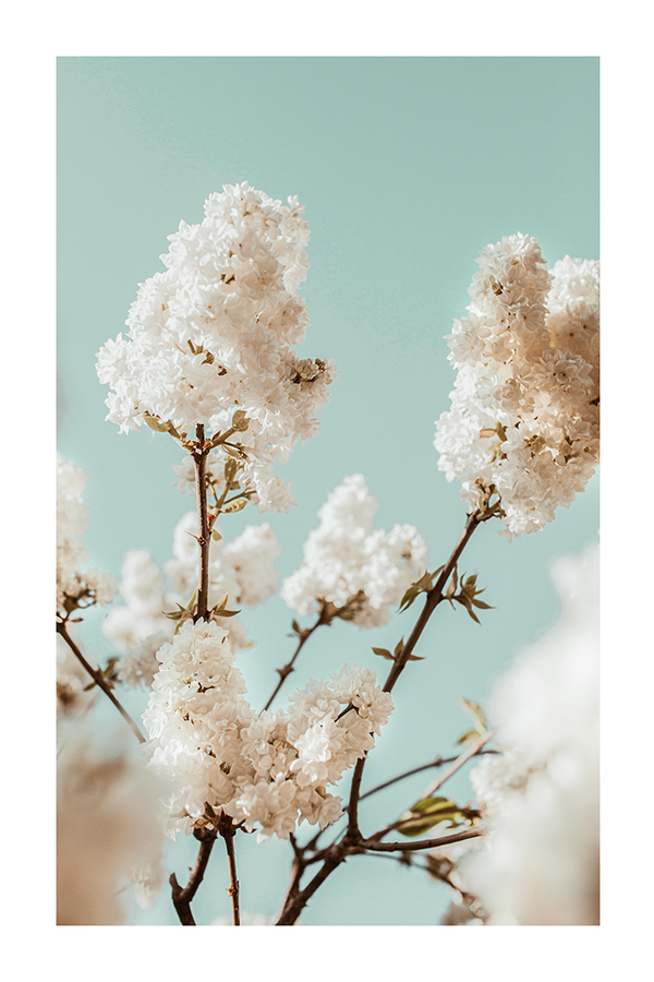 White Cherry Blossom Poster