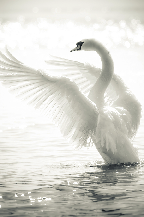 White Swan Poster