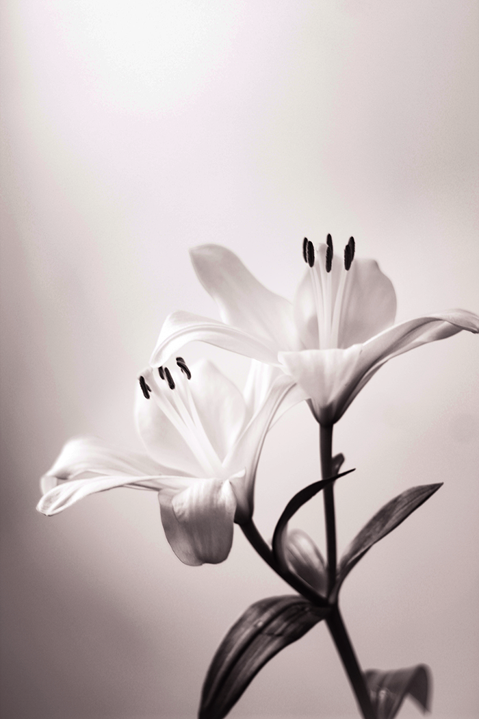 Hazy White Lily Poster