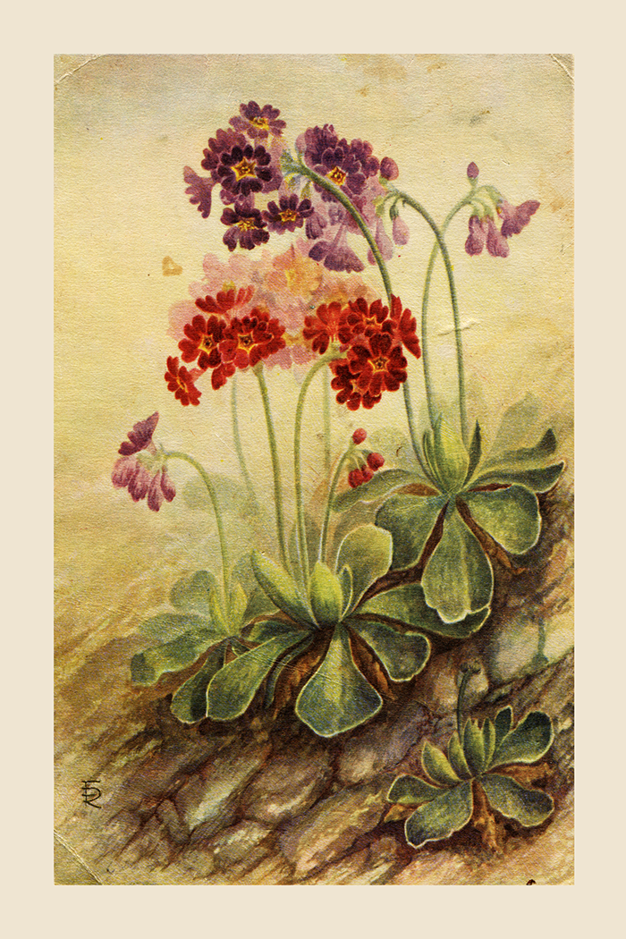 Country Wildflowers Poster