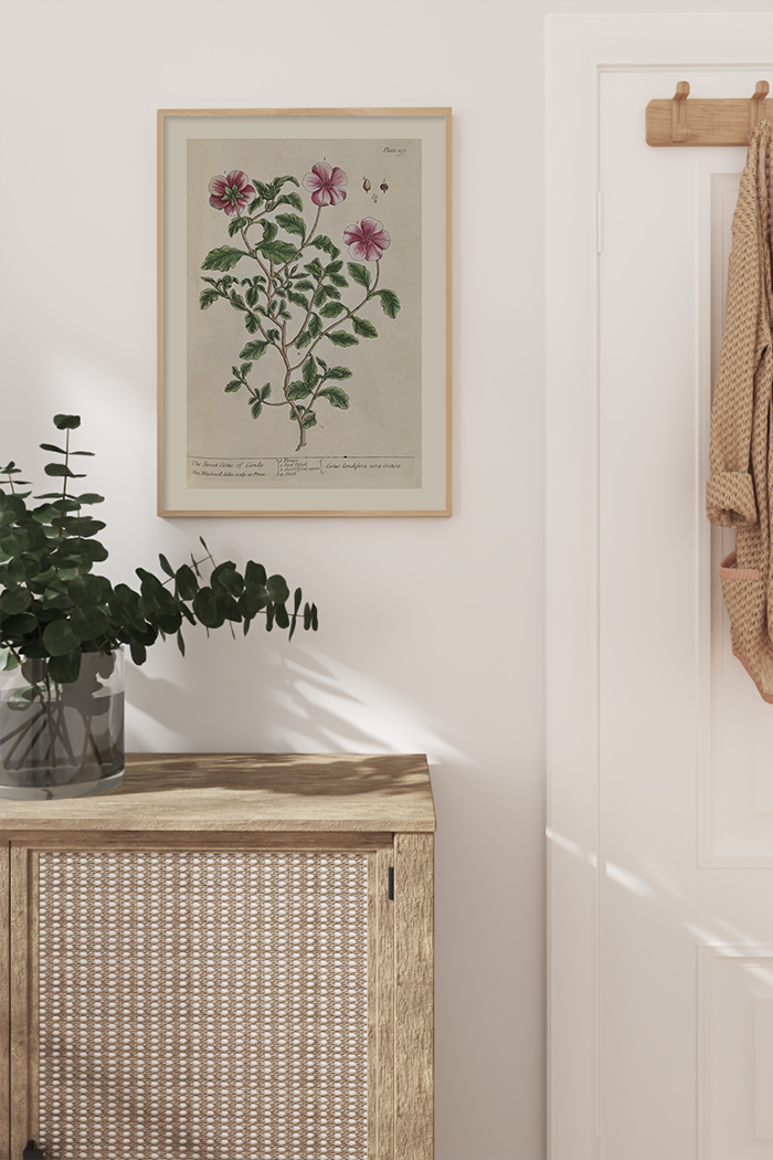 Vintage Cistus Poster