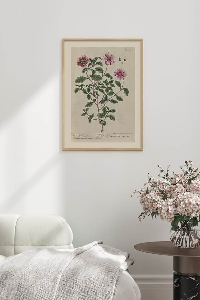 Vintage Cistus Poster