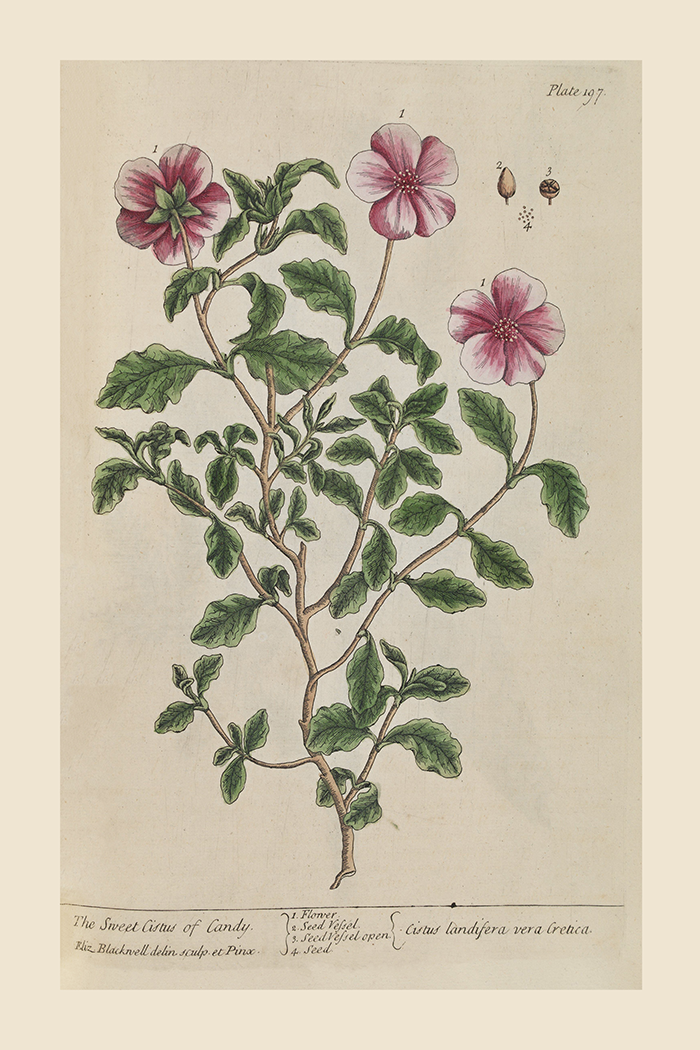 Vintage Cistus Poster