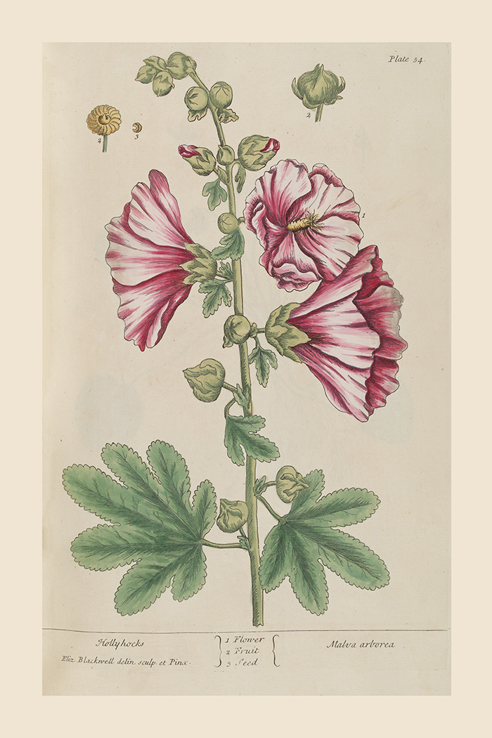 Vintage Malva Arborea Poster