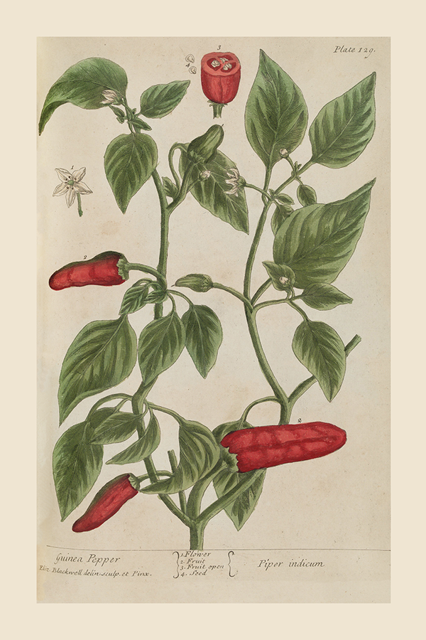 Vintage Guinea Pepper Poster