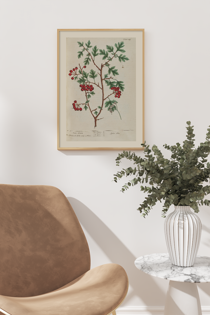Vintage Hawthorn Poster