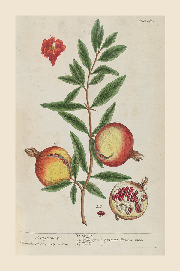Vintage Pomgranates Poster