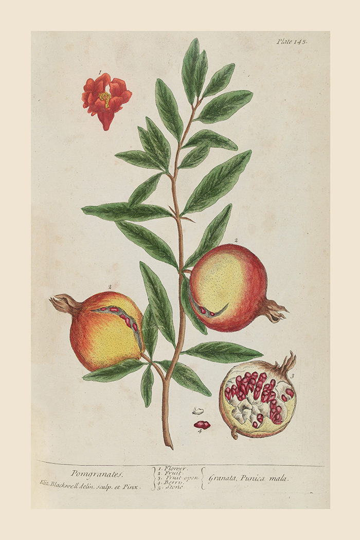 Vintage Pomgranates Poster